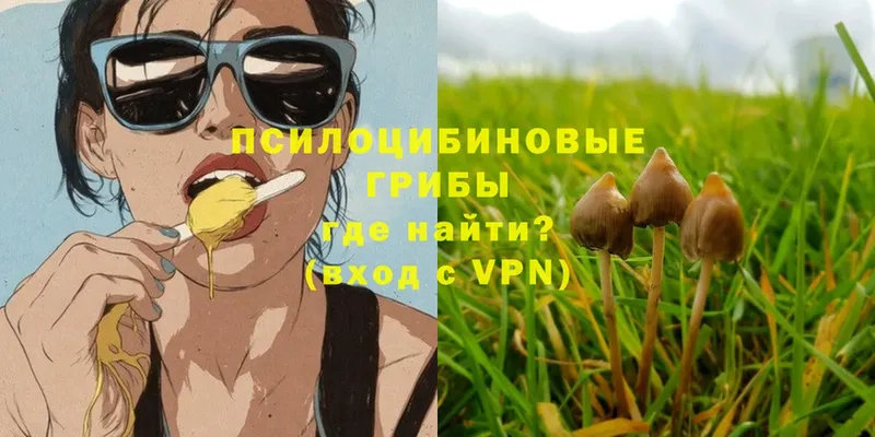 Псилоцибиновые грибы Psilocybe Апрелевка